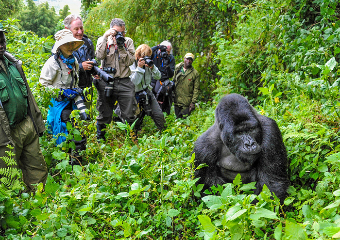 3-Day Gorilla Trekking Adventure in Bwindi